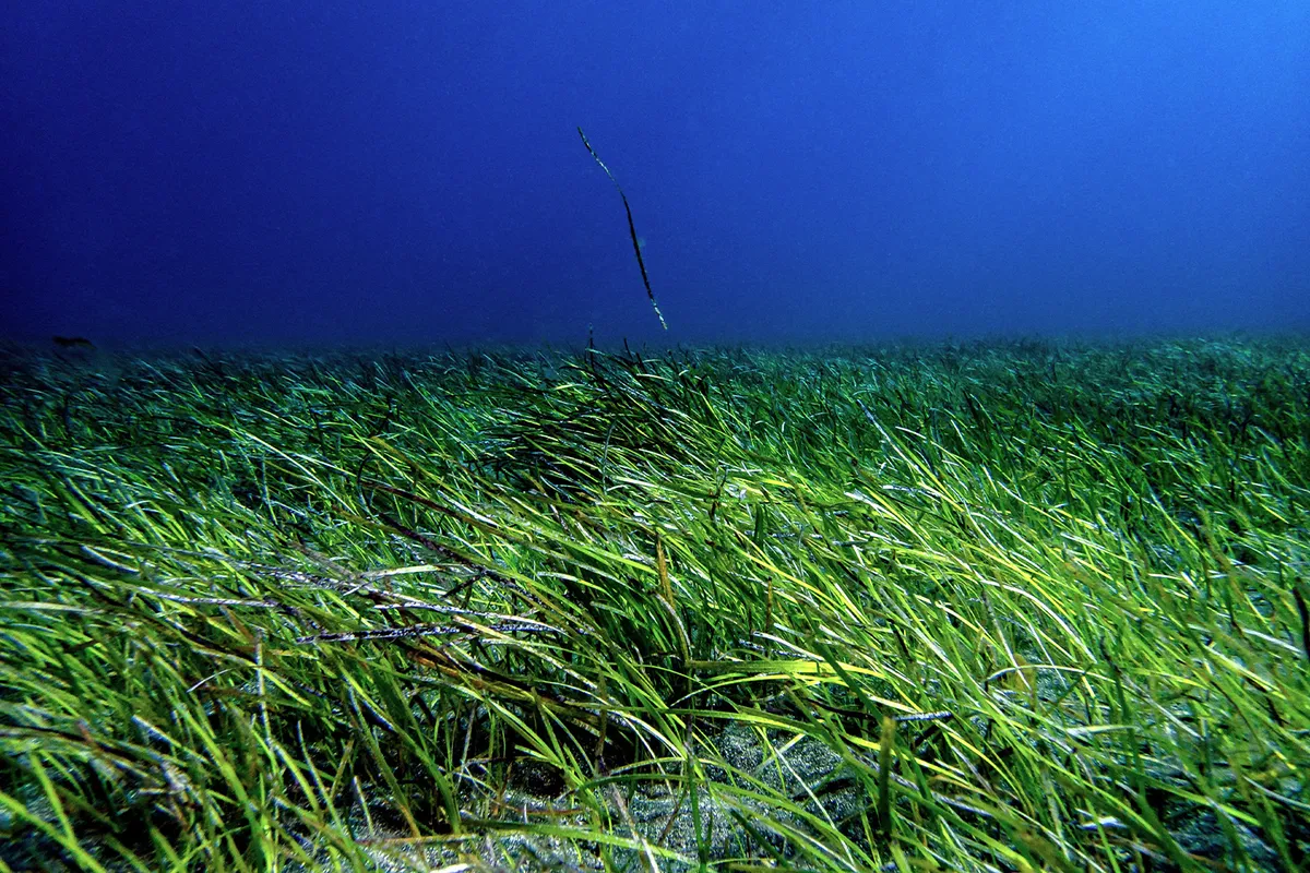 Cymodocea nodosa seagrass in Spain, also known as Little Neptune grass. Restoring and protecting seagrass can have climate and coastal protection benefits. Image courtesy of Liam McGuire/Ocean Image Bank.