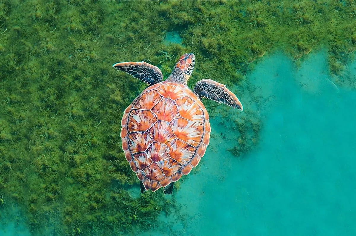 Why saving seagrass meadows could help save the world’s coastlines