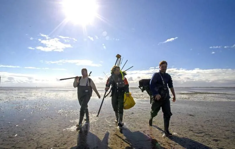 Ph.D. student Floris van Rees (on the right) with co-authors (from left to right) Camille Tuijnman and Maarten Zwarts on the Dutch mudflats.