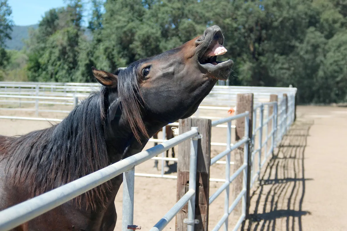 Horses produce two sounds at once, scientists finally figure out how