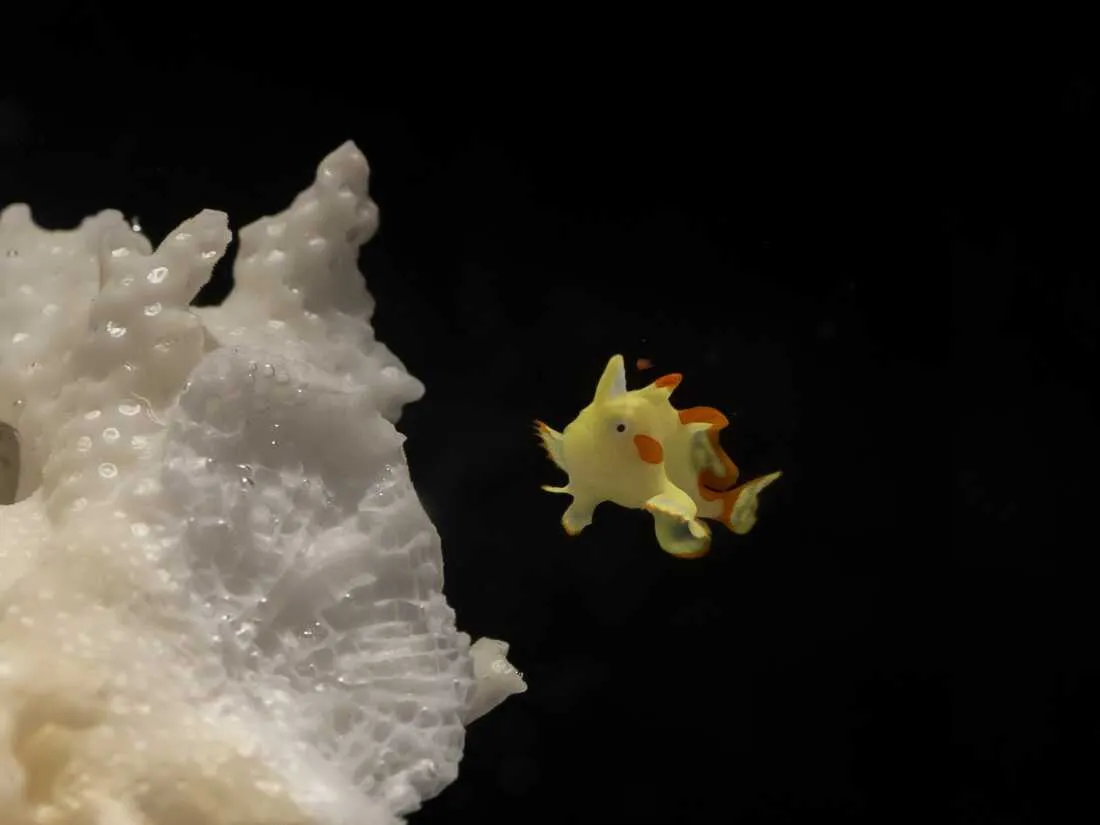 Domino, the warty frogfish, is the first of its kind to be raised in captivity