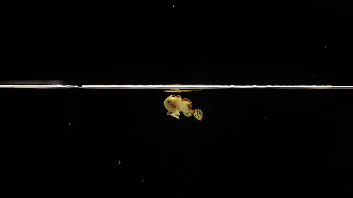 Domino, the warty frogfish, is the first of its kind to be raised in captivity