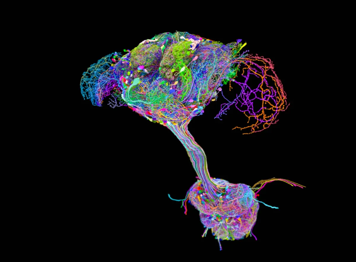 Scientists Mapped Every Neuron in a Fruit Fly and the Brain Wasn't Running the Show