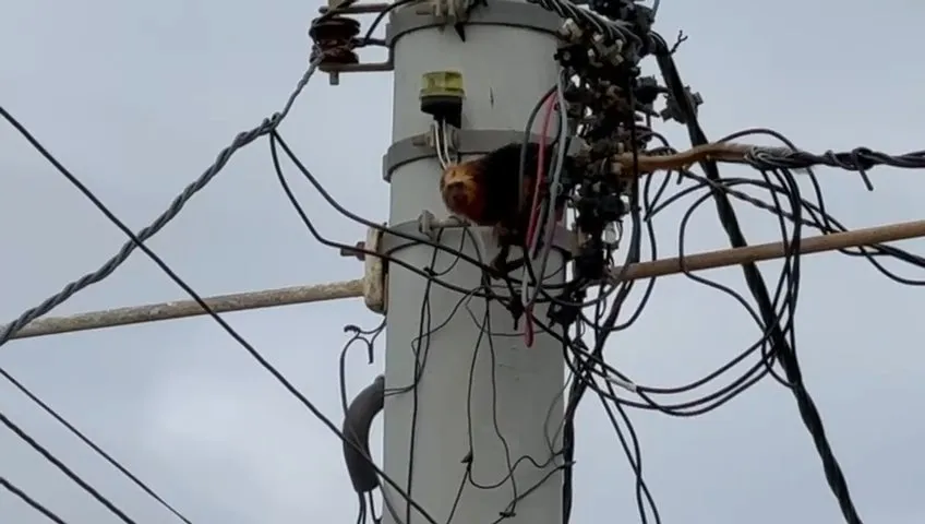 Article illustration