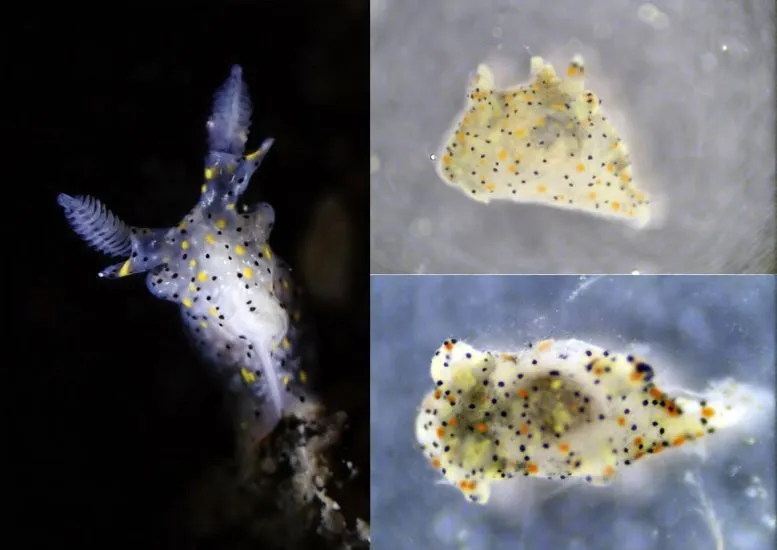 Living specimens of Thecacera sesama sp. nov.