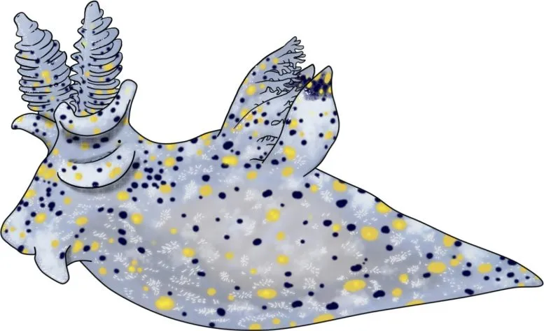 Thecacera sesama sp. nov. Details of appearance and morphological features, hand-drawn on a tablet by Chen-Lu Lee.