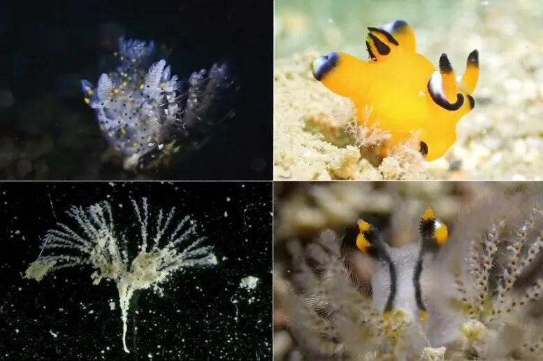 Living specimens of bryozoan with Thecacera species.