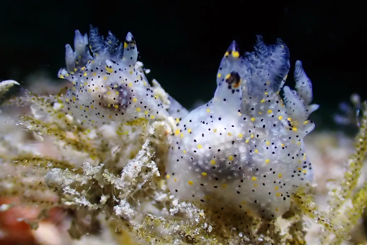 Scientists Discover a Sea Slug Smaller Than a Sesame Seed in Taiwan