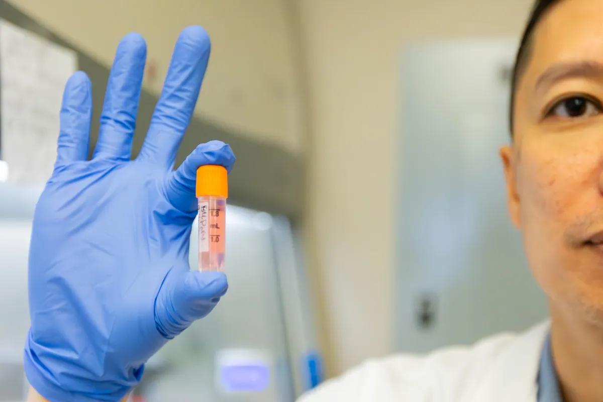 Lab-grown canine muscle cells offer solution for early therapeutic testing