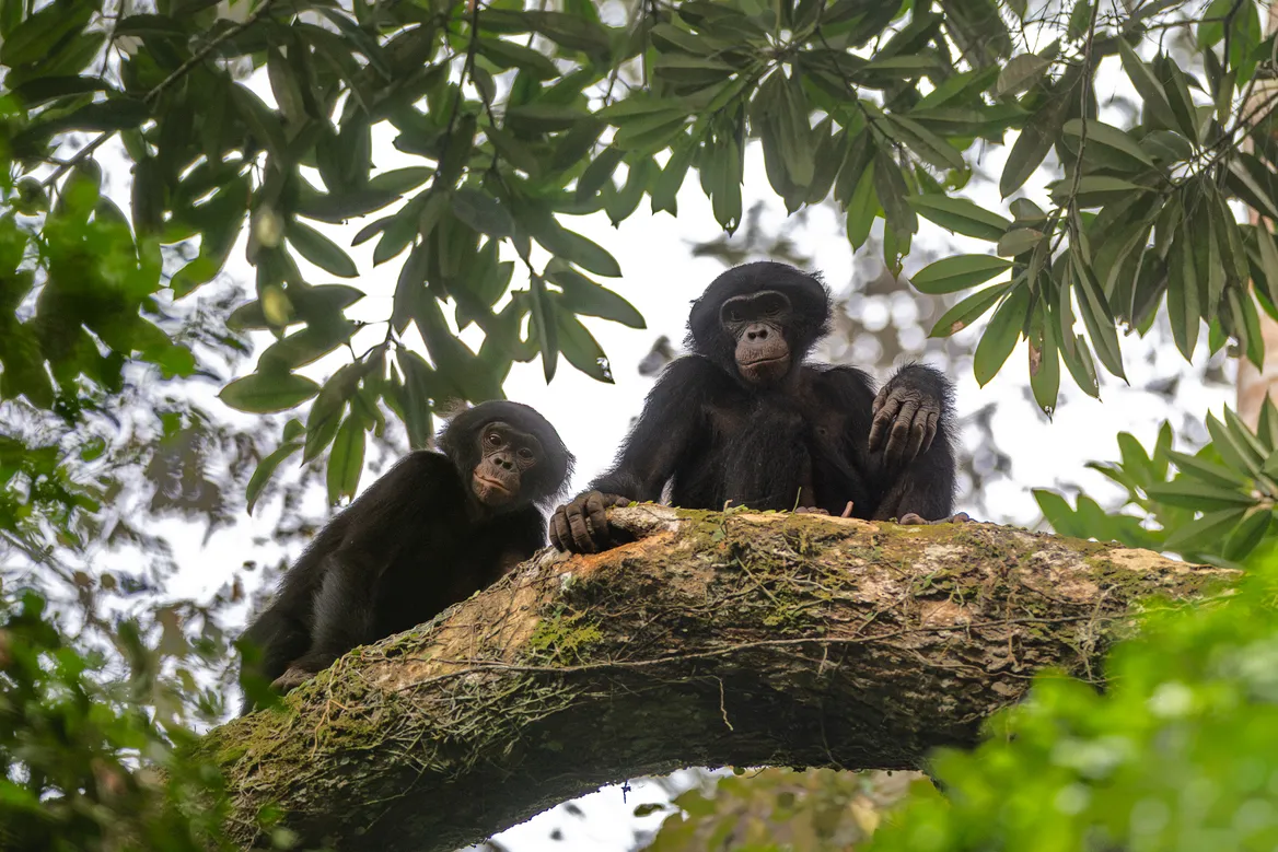 It Takes Four Years to Befriend a Bonobo. Here's Why It's Worth It.