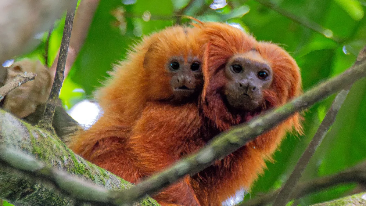 A Tiny Orange Monkey's Big Comeback Just Got a Shot in the Arm