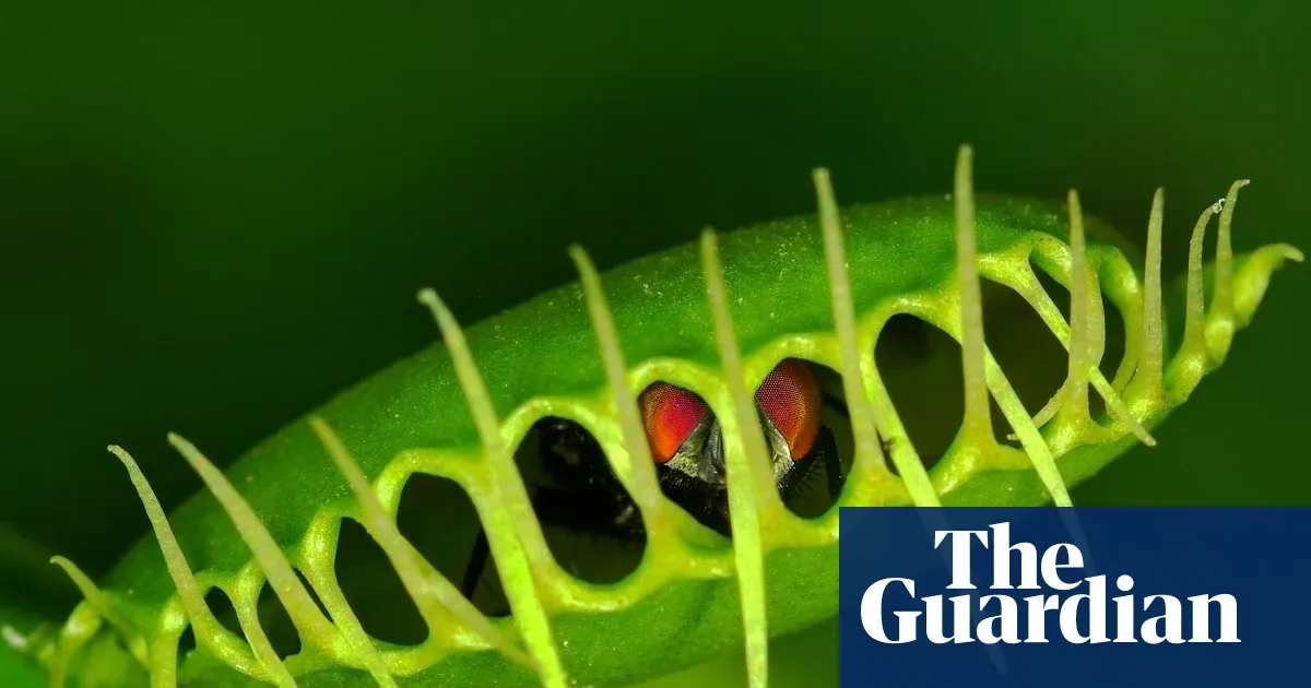 Scientists reveal surprising mechanism behind Venus flytrap’s rapid snap