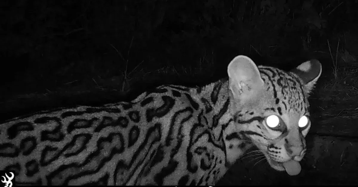 Trail cameras catch elusive, endangered ocelots using wildlife crossing in Texas