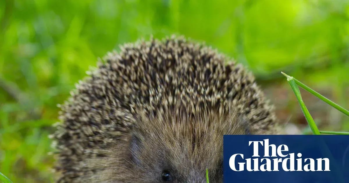 Scientists discover hedgehogs hear ultrasound, opening path to road safety