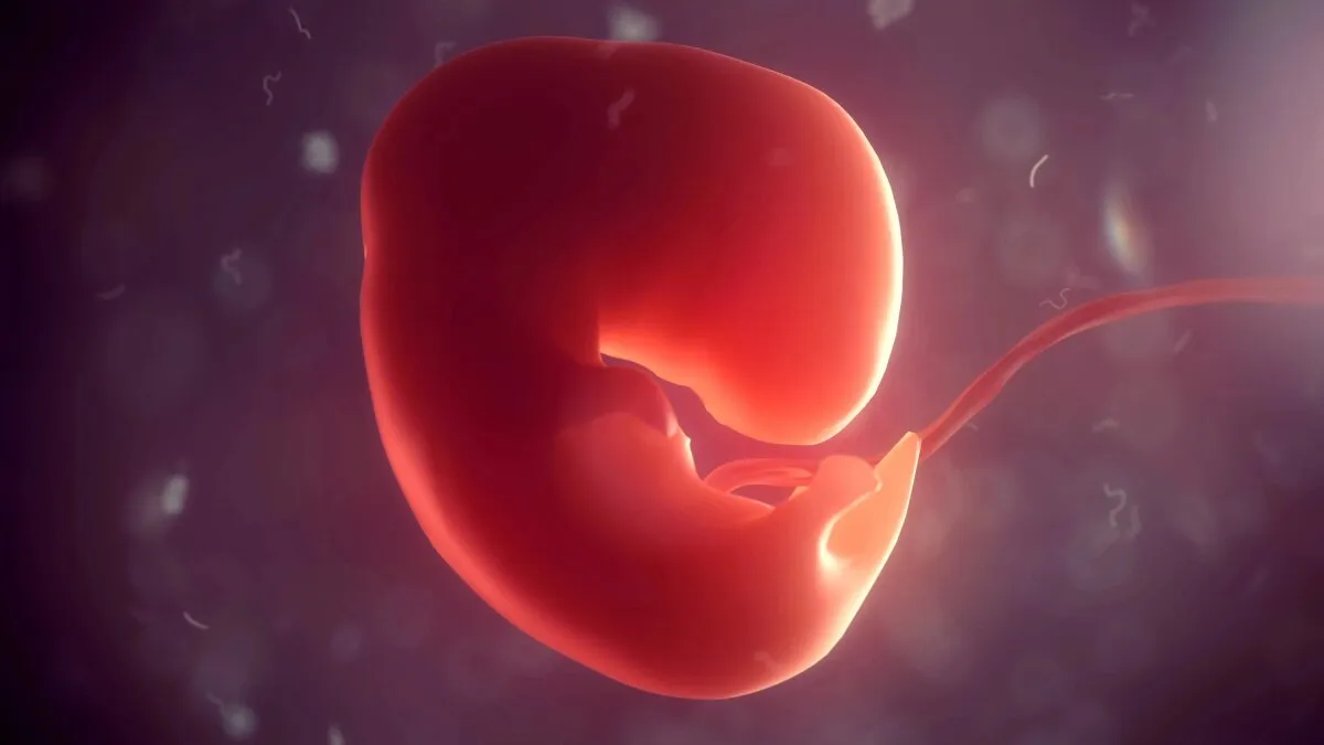 Scientists Just Grew Mini-Organs From a Lab-Made Embryo Model