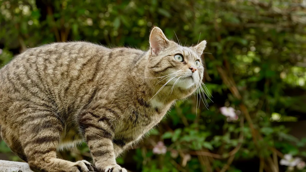 The European wildcat is back. In some places.