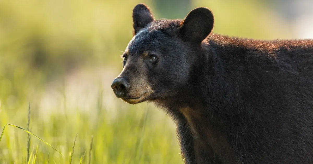 Since 2018, over 9,000 animals have crossed this wildlife bridge in Washington. Trail cameras just spotted its first bear