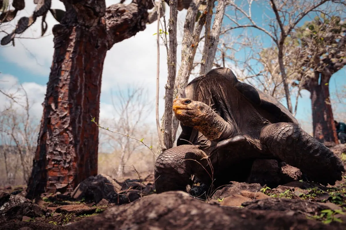 Giant tortoises return to Galápagos island after 180 years