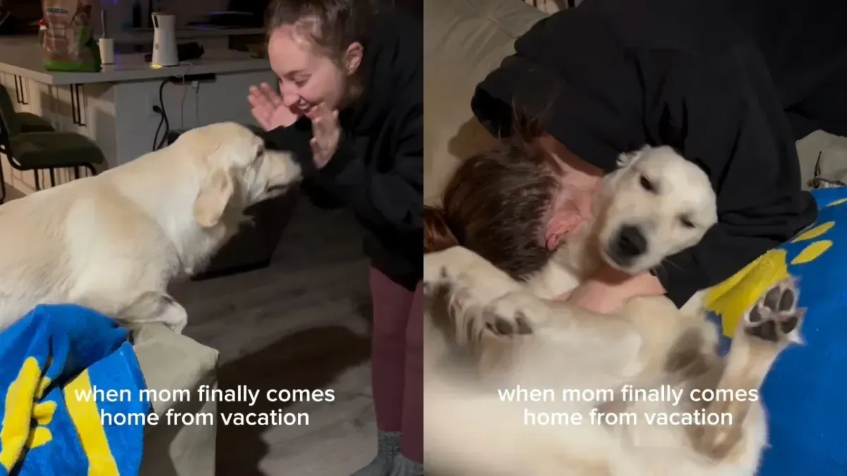Lovestruck Golden Retriever Goes into Excitement Overload