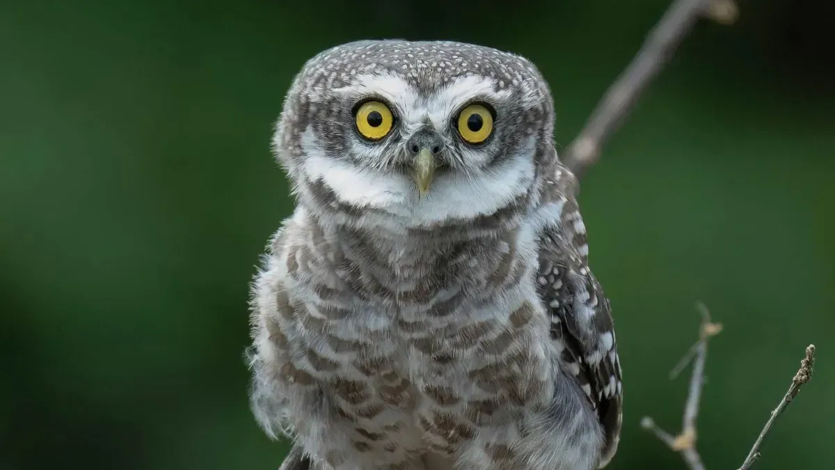Tiny owl arrives at sanctuary just as founder battles cancer
