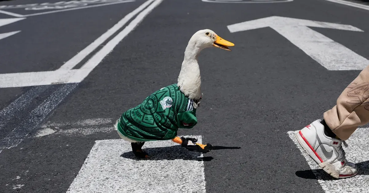 Merlin The Duck Becomes Mexico City's World Cup Mascot