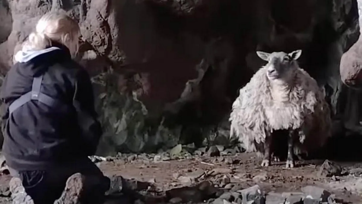 Britain’s Loneliest Sheep is Now Pregnant with Twins Two Years After Cliffside Rescue