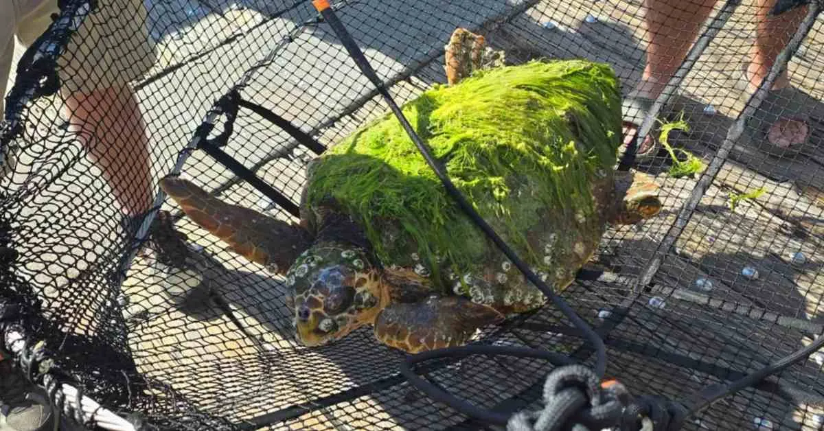 Endangered sea turtle makes full recovery after being covered in algae and barnacles: 'She’s unrecognizable now in the best way'