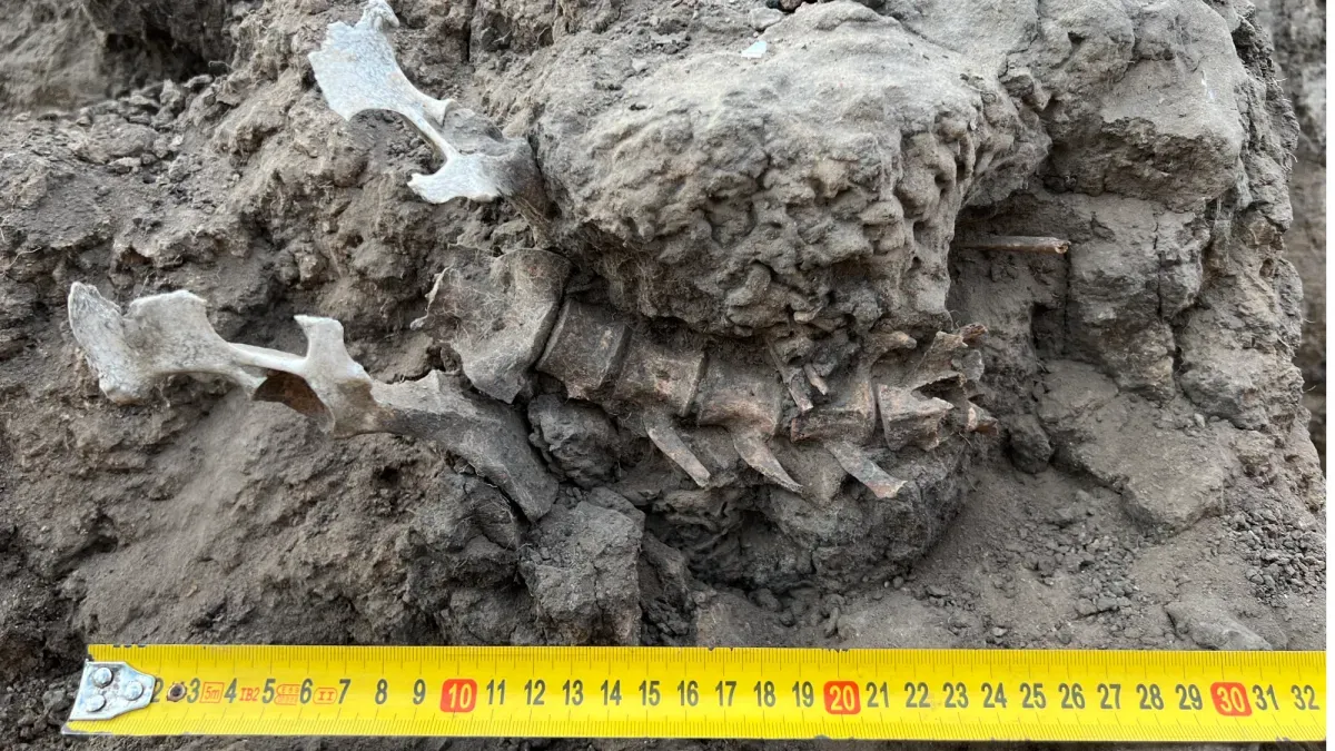 1,000-Year-Old Dingo Got VIP Treatment, Then a Ritual Burial