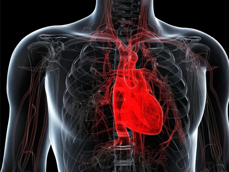 Cardiac Breakthrough Could Offer Lifesaving Treatment to More Patients