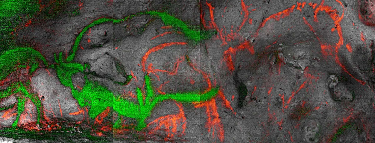 First absolute dating of Paleolithic paintings in the Dordogne