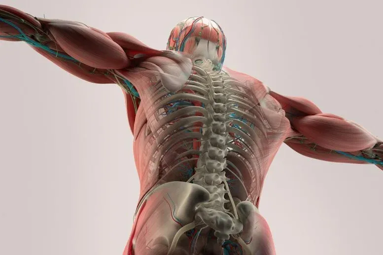 New Research Challenges Common Exercise Advice for Bone Health