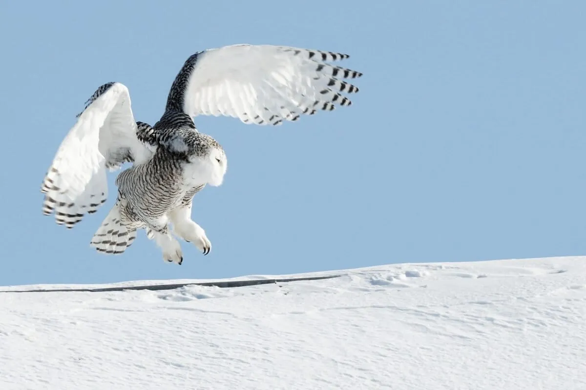 Insider's Guide: Snowy Owls, Sharks, and More Poised for Unprecedented Global Protections