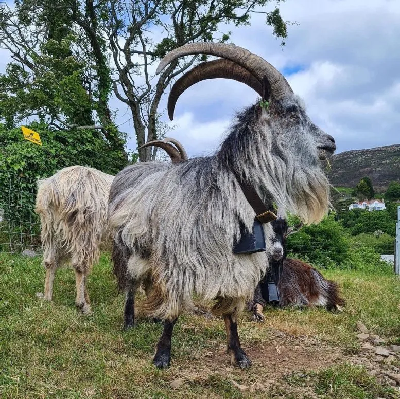 Long Haired Goat in Grassy Field