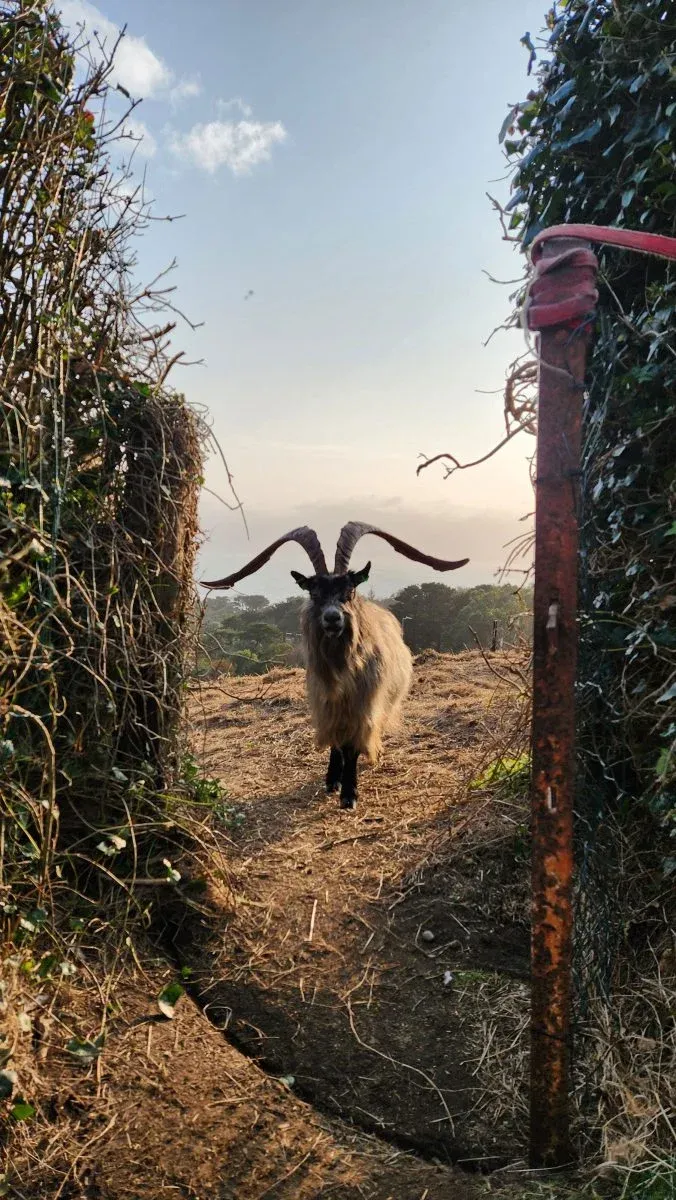 Goat Walking Through Narrow Path