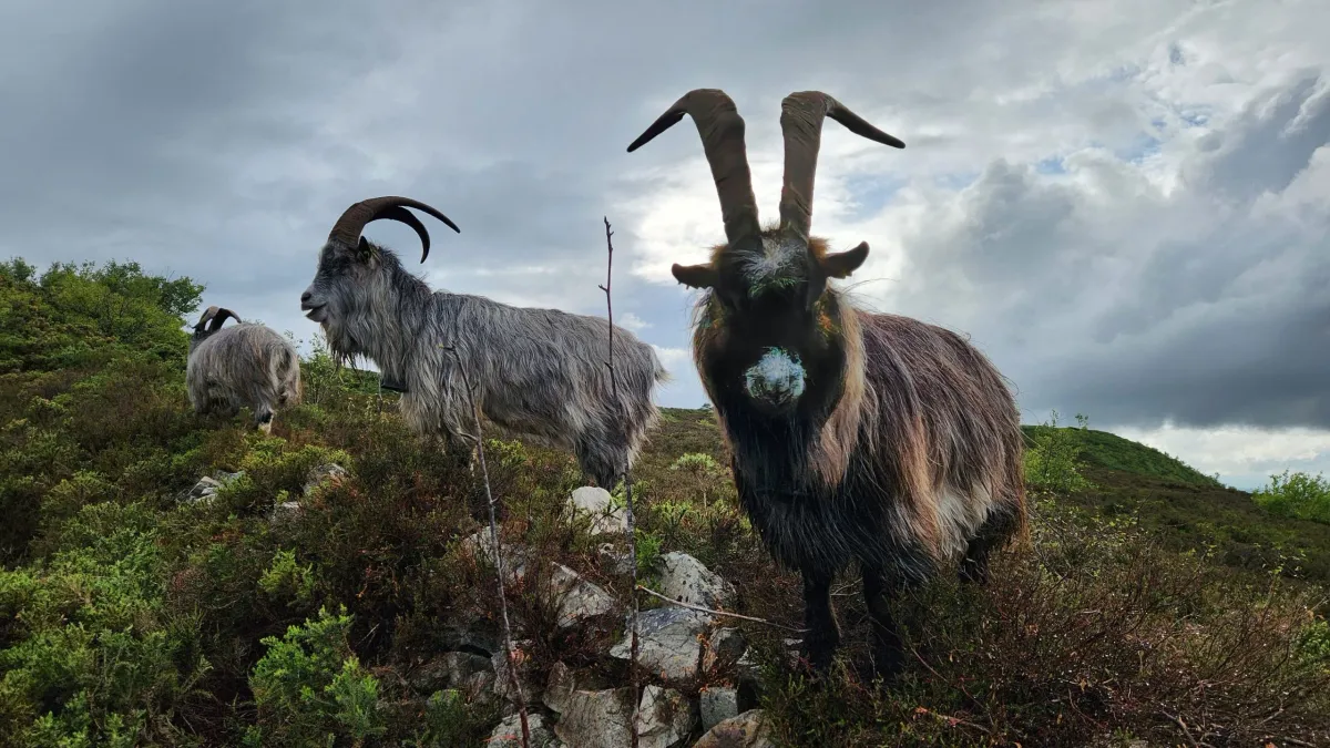 Ancient DNA Reveals Irish Goats Have a 3,000-Year-Old Lineage Still Alive Today