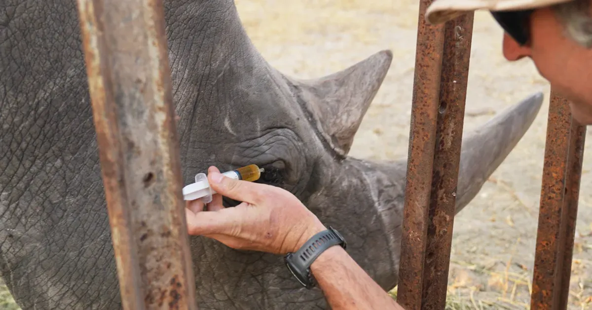Trainers teach wild rhino to accept eye drops, saving his sight