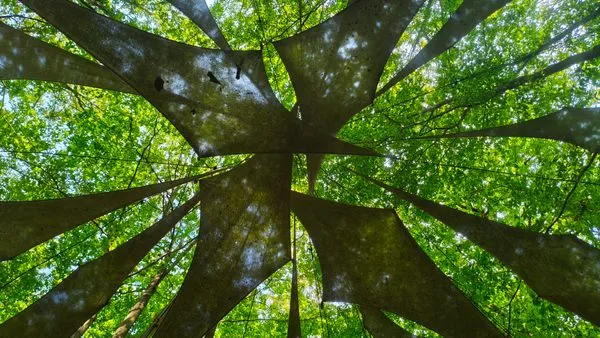 Germany's Forest Art Trail: Where Nature and Whimsy Collide