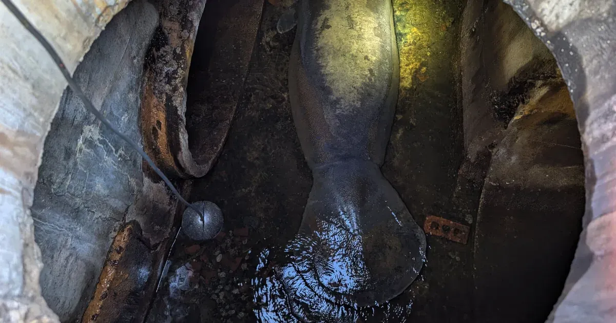 Manatee pulled from Florida storm drain begins recovery at SeaWorld