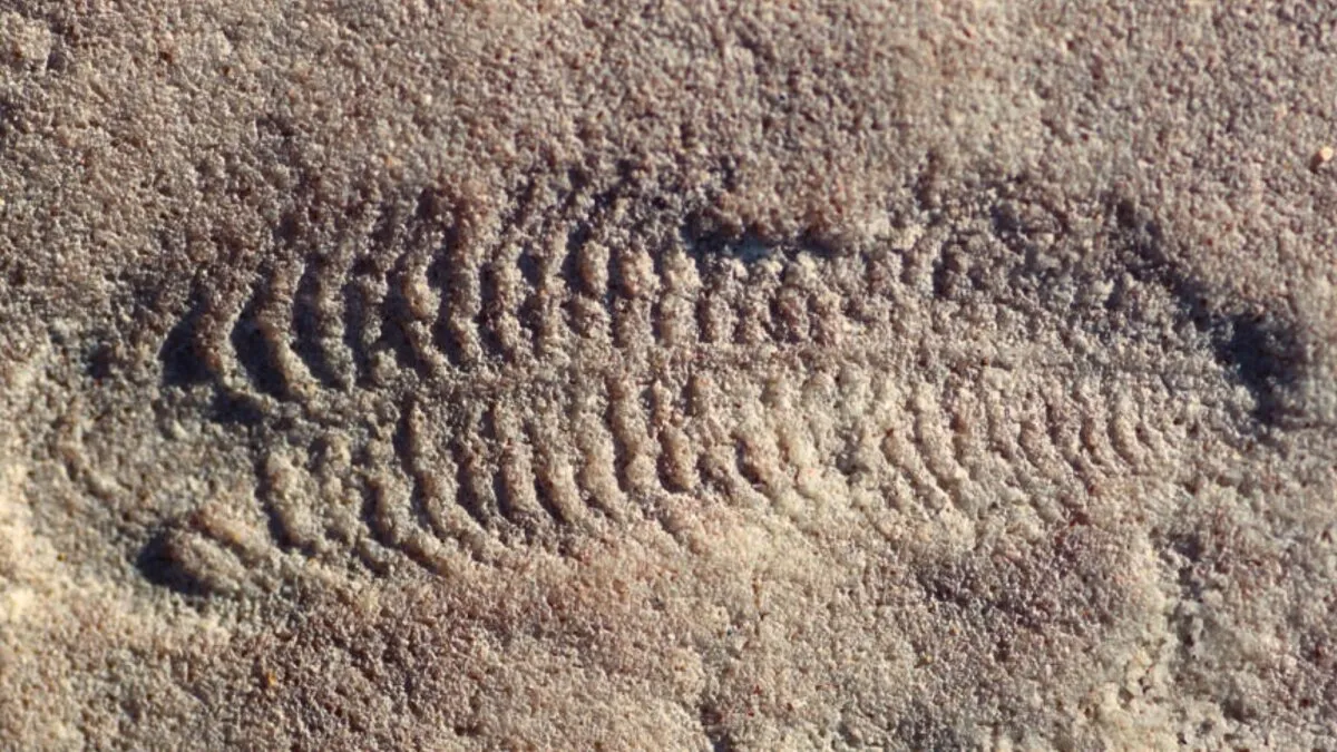 Earliest animal known to have a head was also right-handed