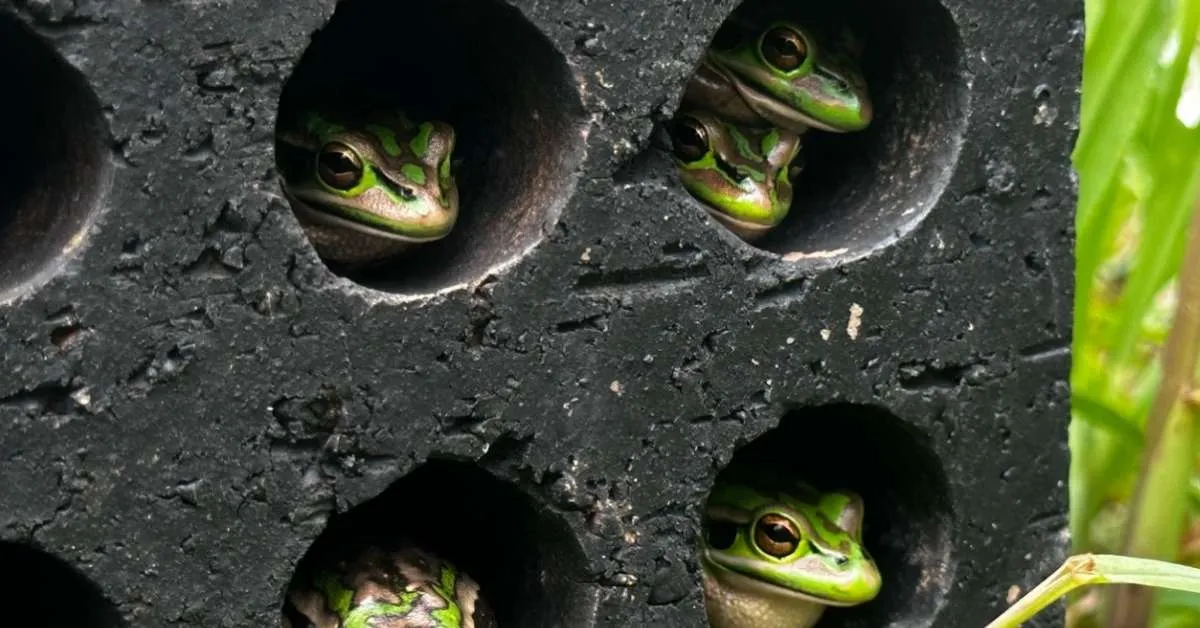 A biologist successfully saved these endangered frogs from a deadly disease by building them tiny 'frog saunas'