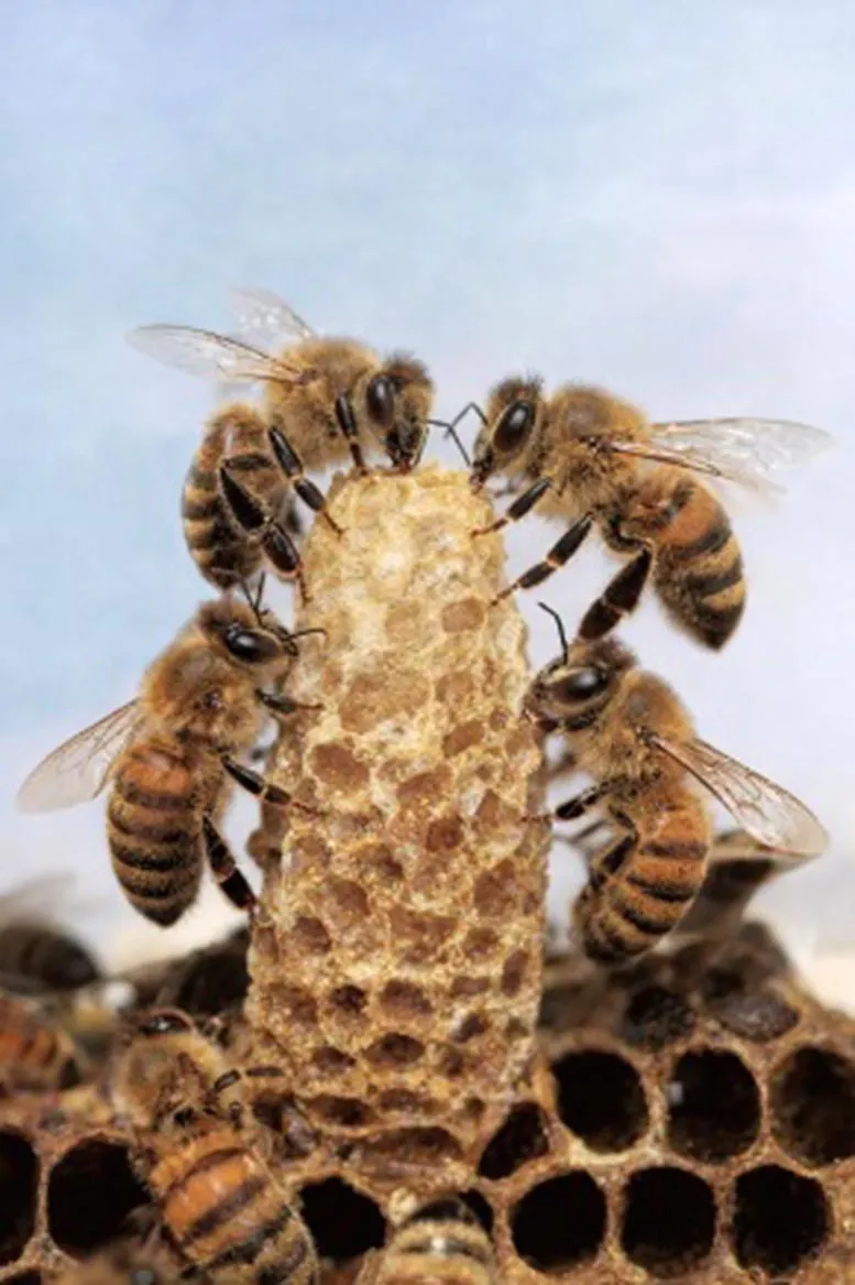 A queen cell with the royal guard attendants.
