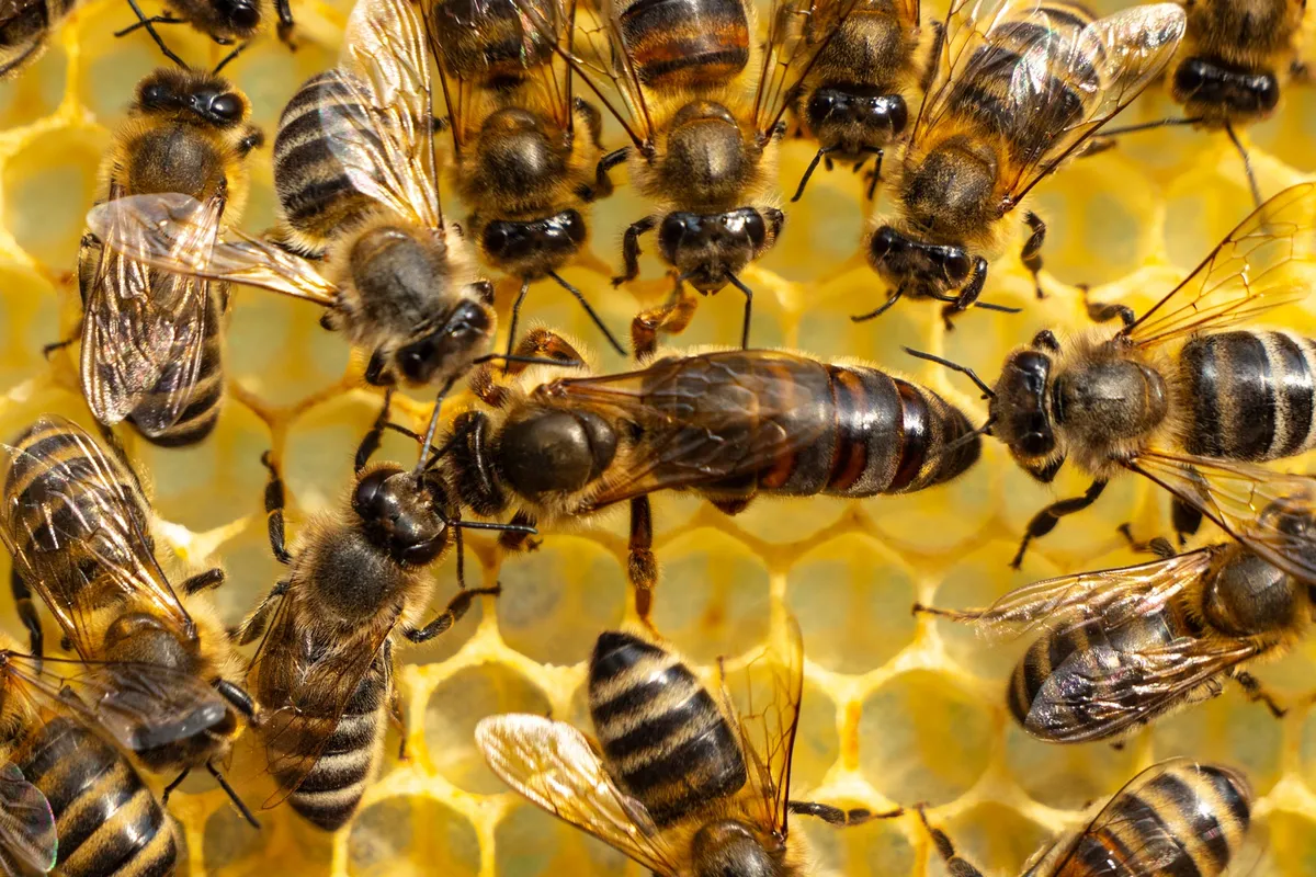 Scientists Thought Royal Jelly Made Queen Bees. They Were Wrong