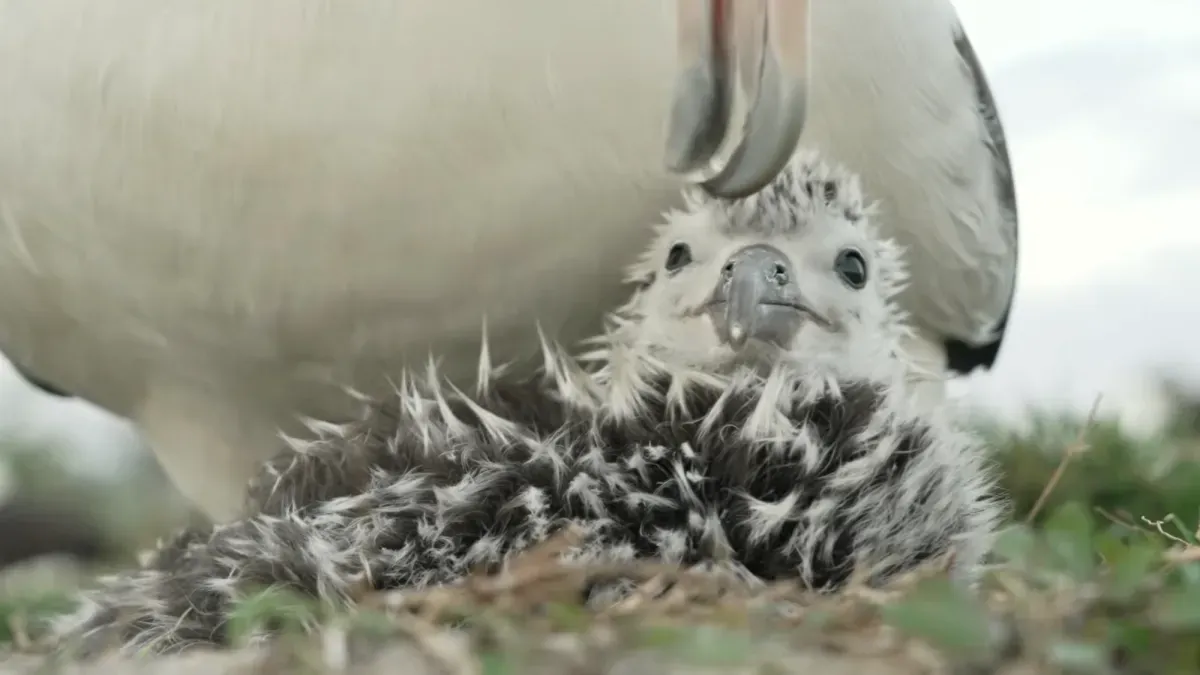 Watch an albatross give its brand-new chick a very careful cleanup