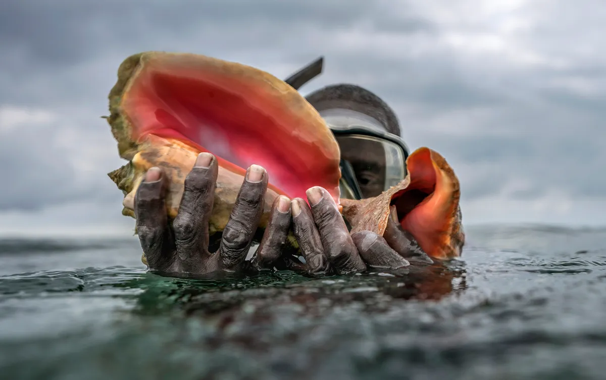 Solar-Powered Nurseries Are Giving Queen Conch a Second Chance