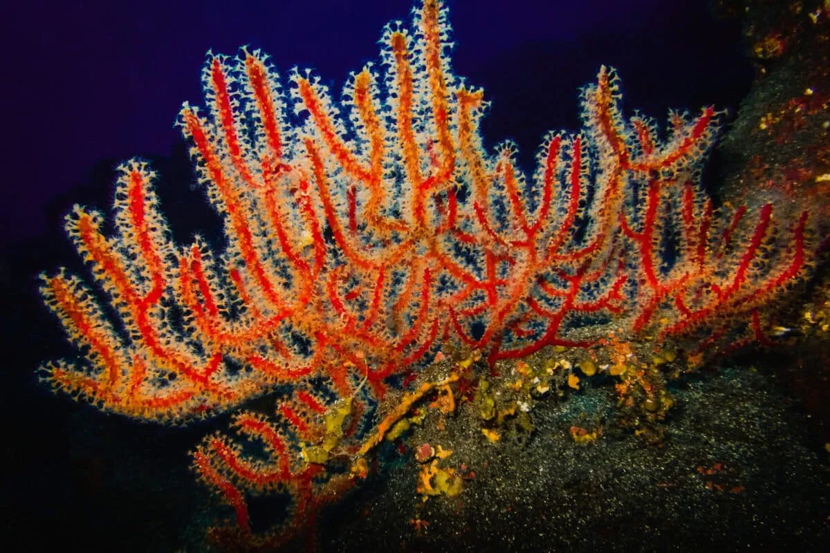 Spain Just Proposed 23 New Marine Protected Areas. Here's Why.