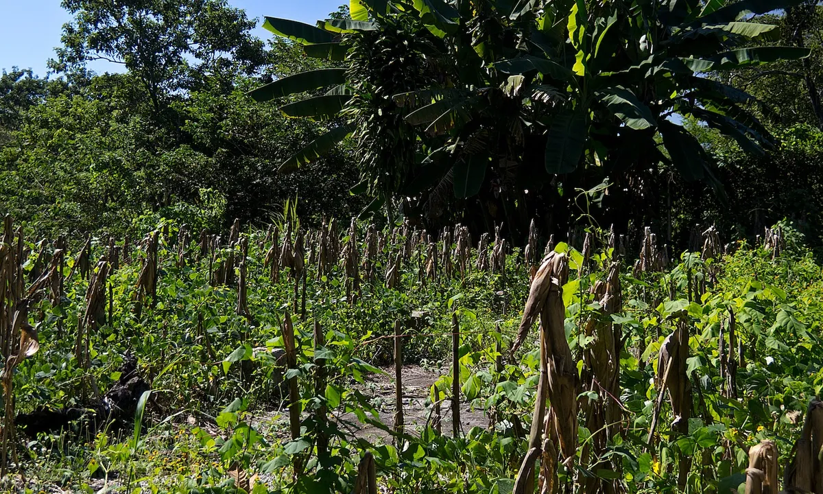 Indigenous Wisdom Shatters Myth of 'Unsustainable' Food Systems