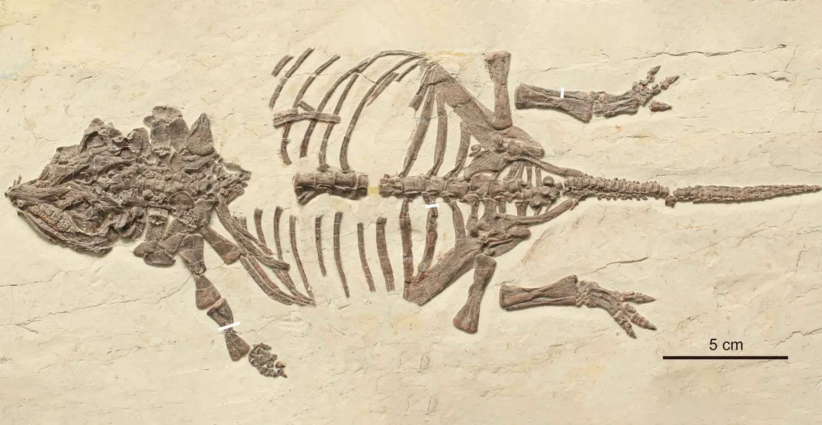 Scientists finally crack the mystery of ancient tiny dinosaur fossils