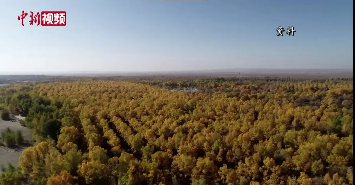 Planting Billions of Trees Turned Barren Desert into a Carbon Sink That Lowers Atmospheric CO2